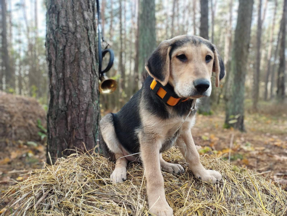 How to train a hunting dog?