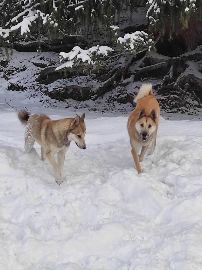 How to protect your dog when hunting？