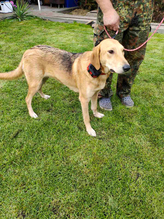 How to Train Dog with IK122T PRO GPS Tracker?