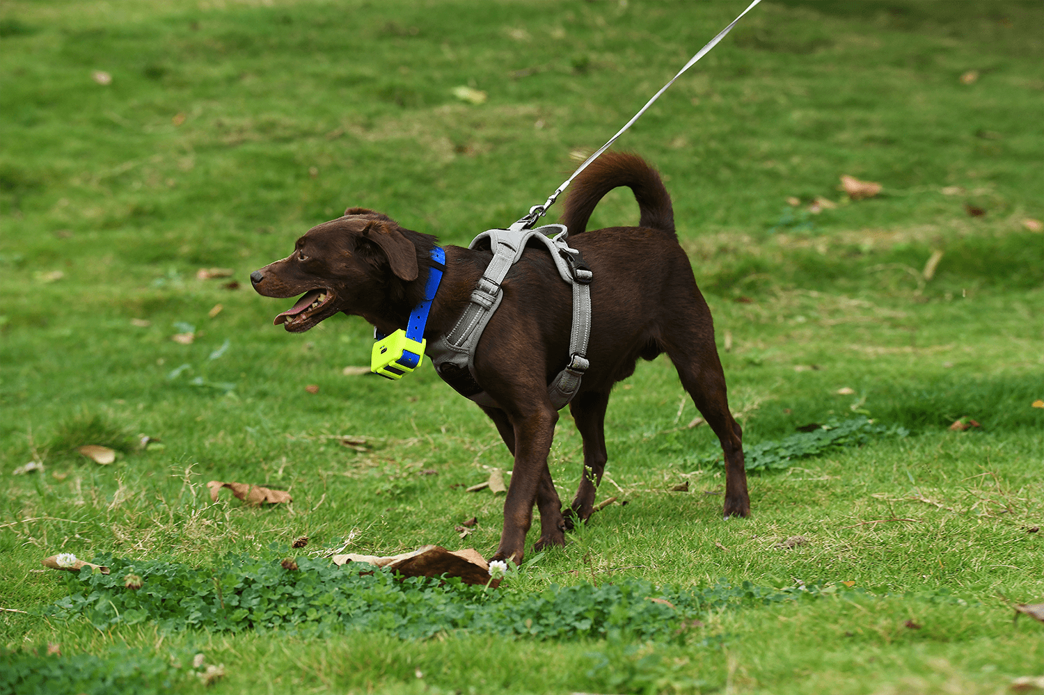 Load video: hunting dog gps collar IK122T